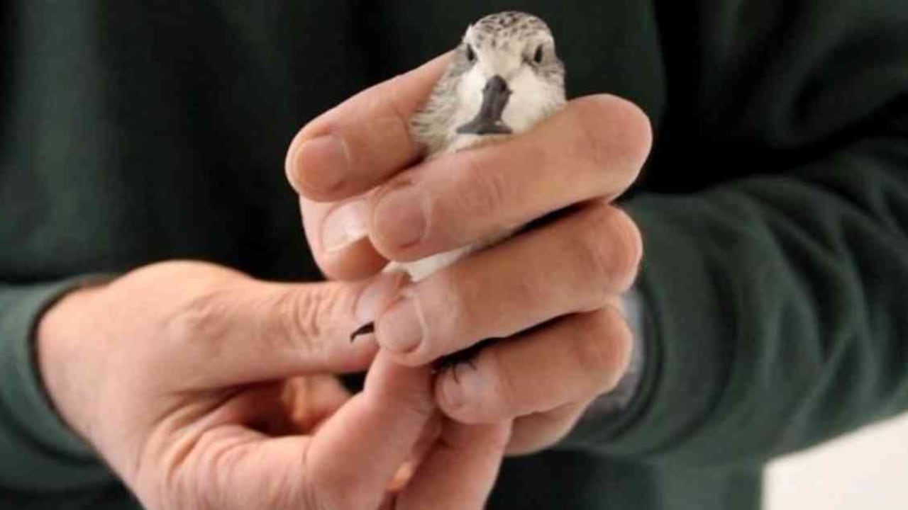 El ave correlimo cuchareta se encuentra en grave peligro de extinción. Foto: WWT vía BBC.