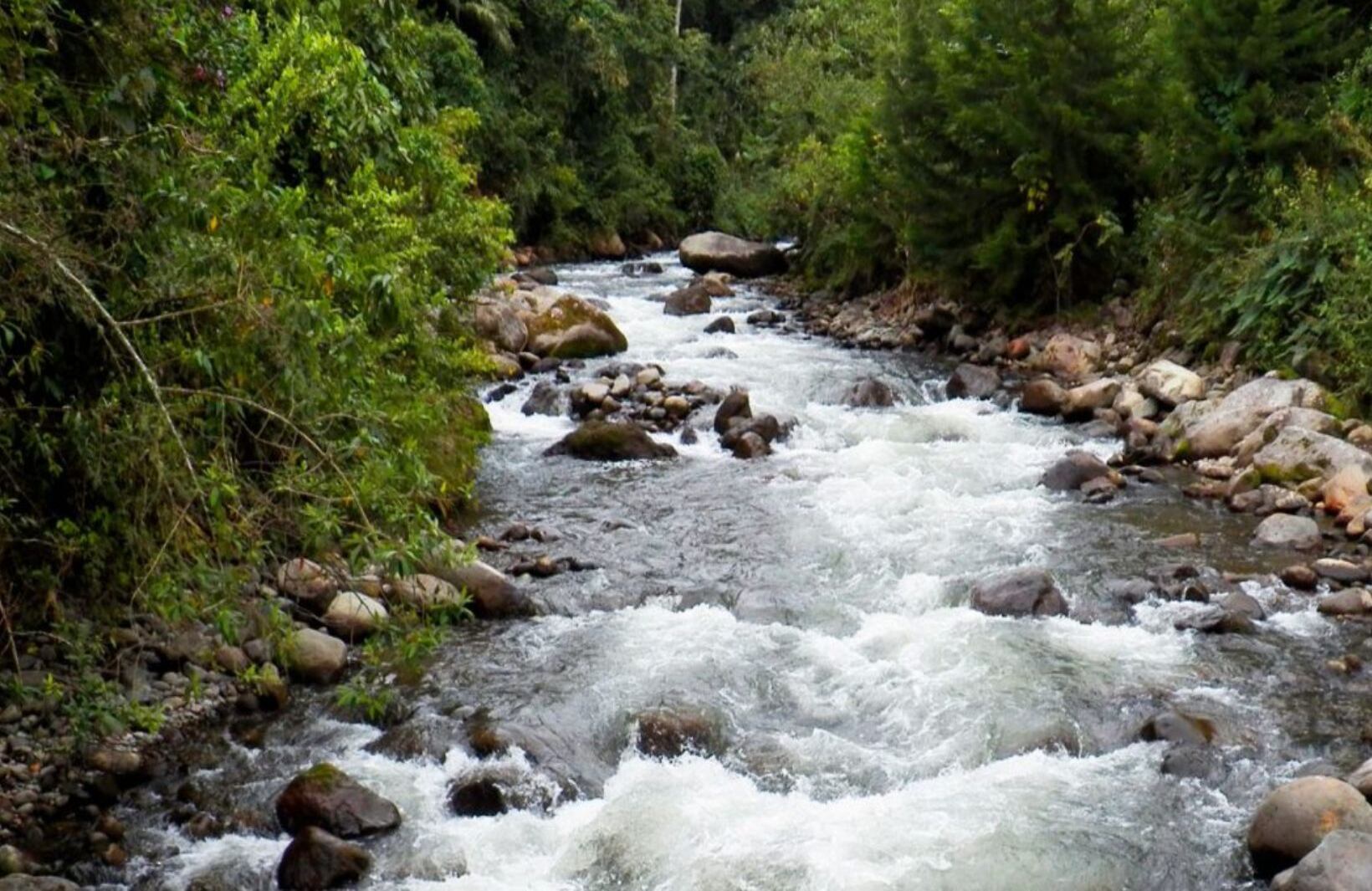 Seis bosques que debería visitar en Colombia para descubrir la inmensa riqueza natural del país