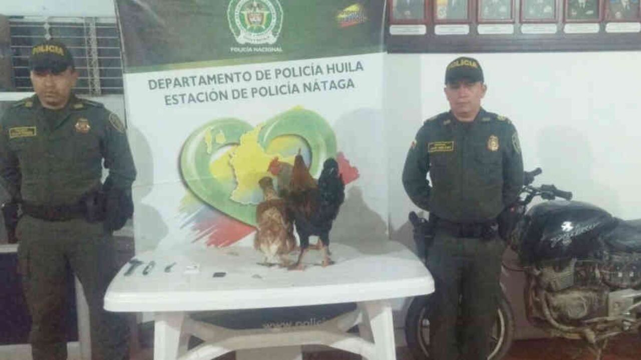 Robando Pollos Pollos robados en Nátaga, Huila - Semana