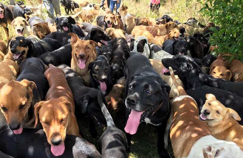 Su nombre es "Territorio de Zaguates". "Zaguate" es como se les llama en Costa Rica a los perros sin raza. 