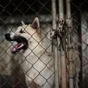 El perro tuvo que ser llevado a una clínica para animales y sometido a una cirugía.
