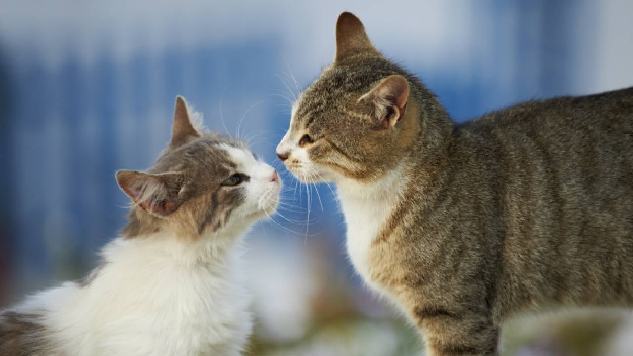 Experto en Polonia señala que los felinos matan millones de pequeños mamíferos y de aves al año. Foto: imagen de referencia. Getty Images.
