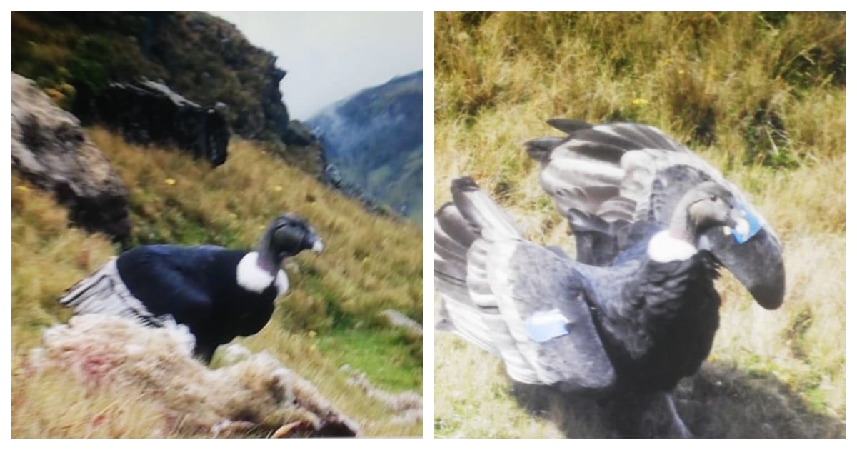 Cóndores avistados en páramo del Almorzadero, Santander