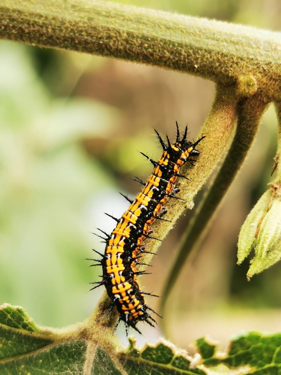 El Jardín Botánico Real de Colombia tiene especies de fauna como mariposas, loros y colibríes