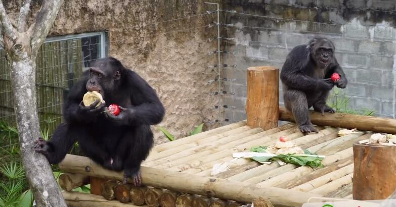 Los chimpancés habían estado por siete años en el Bioparque Ukumarí.
