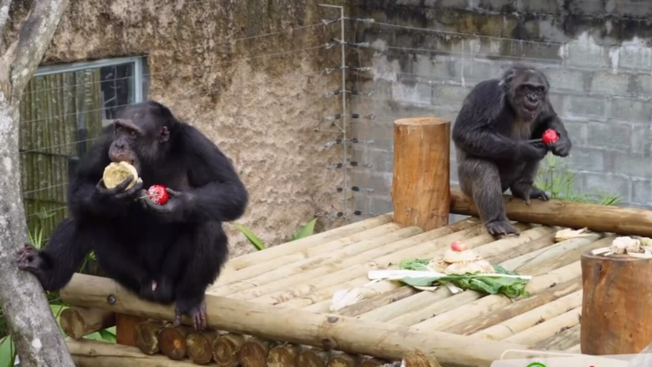 Los chimpancés habían estado por siete años en el Bioparque Ukumarí.