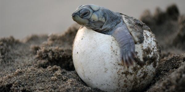 Cría de tortuga marina.