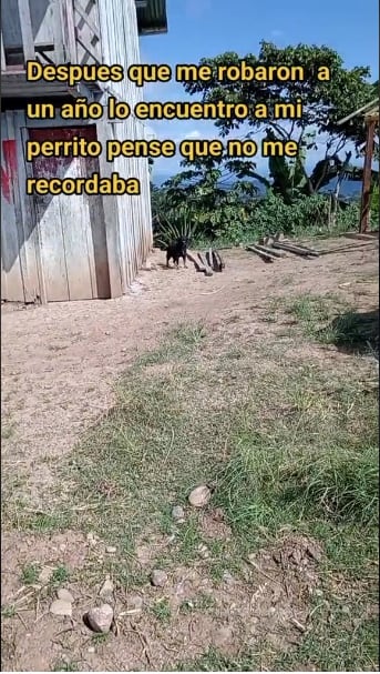Fotograma 1.22 DESPUES QUE ME ROBARON MI PERRITO LO ENCONTRE Tik Tok @abelmorpazz/