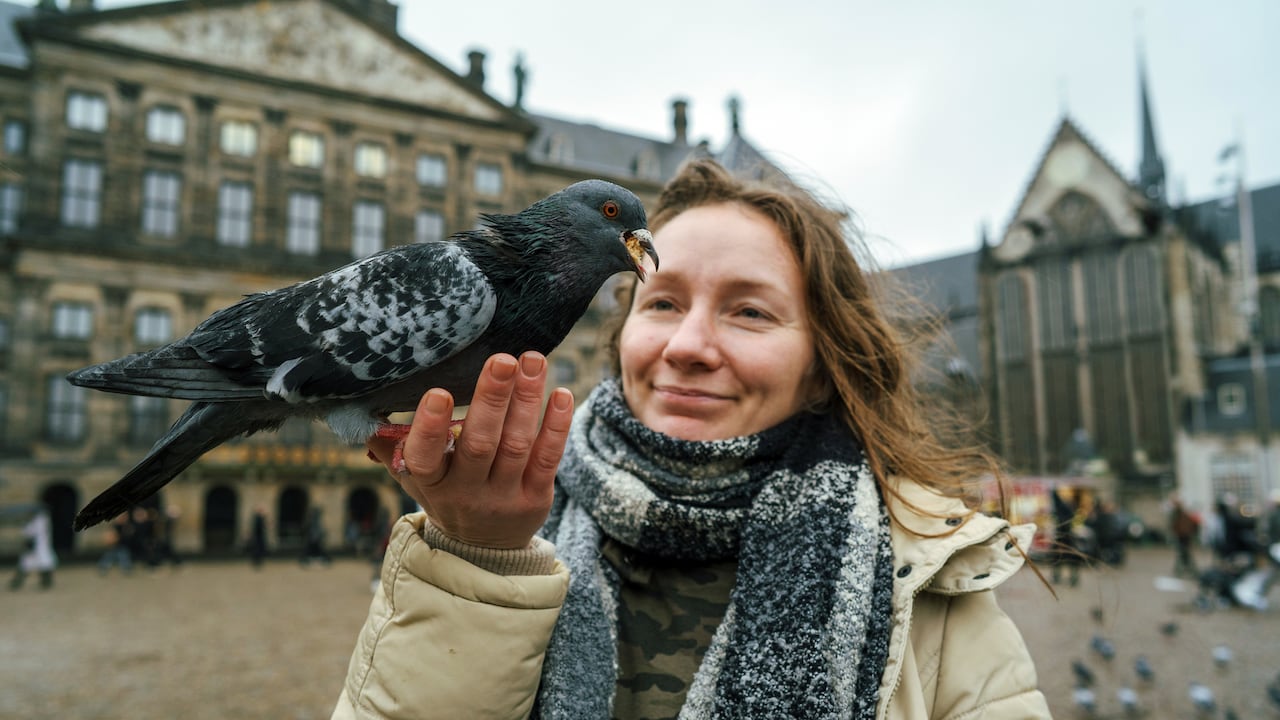 Científicos hallan reacción distinta de palomas según el sexo.