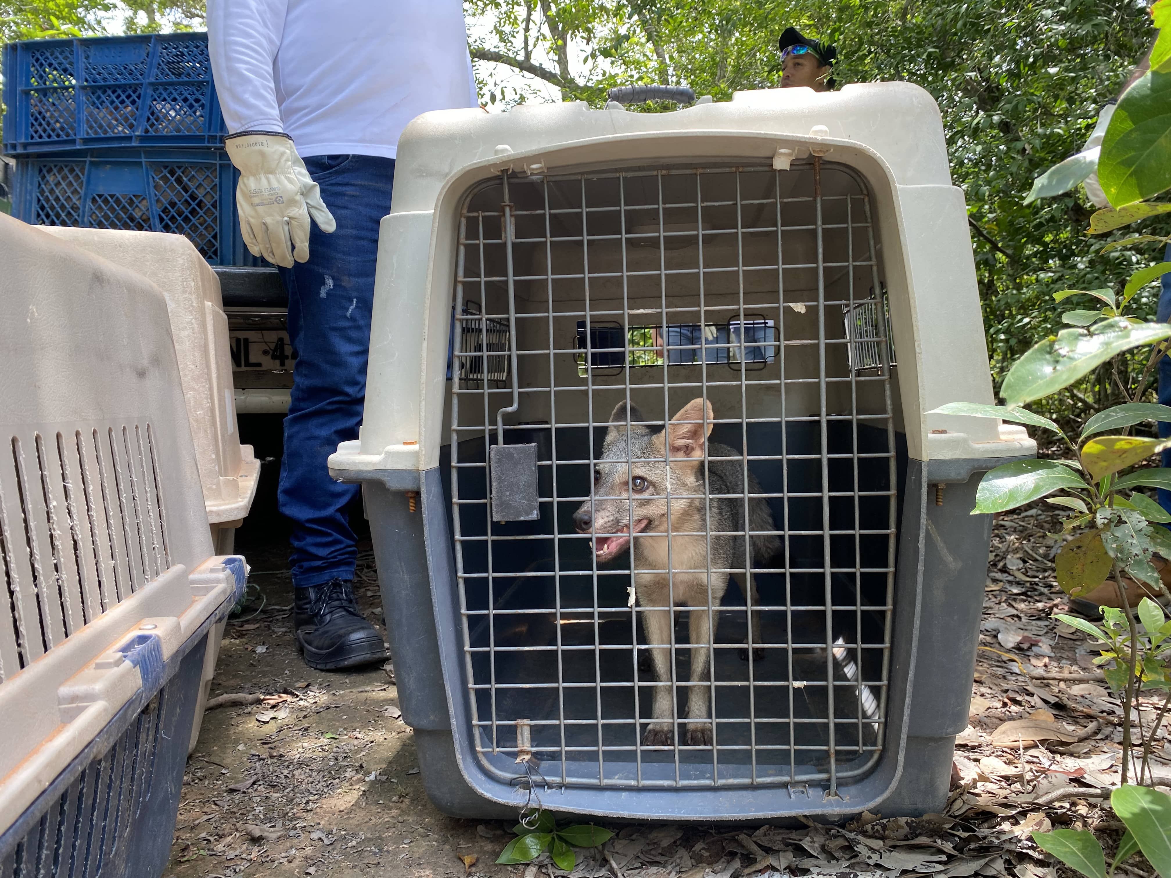 Especial Biodiversidad, Drummond