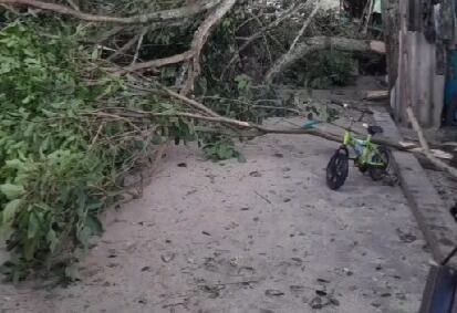 Árboles de gran tamaño cayeron por las fuertes lluvias y los vientos