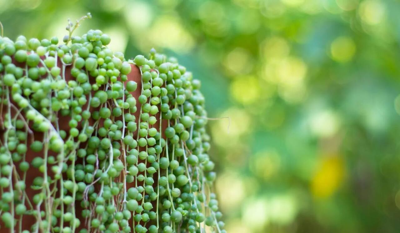 La planta de rosario ayuda a purificar el aire.