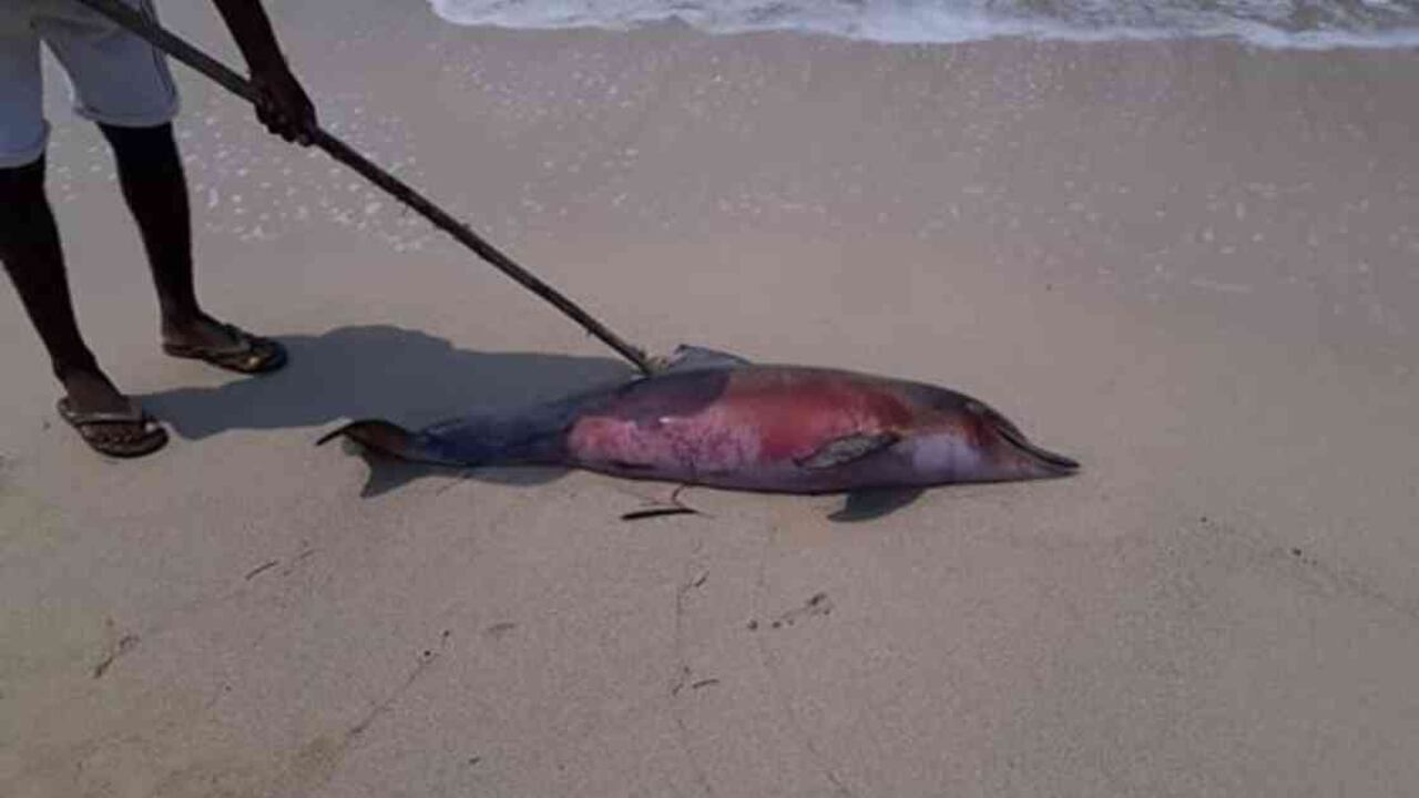 Un delfín hembra de 100 centímetros de largo fue encontrado muerto en las playas de San Antero. Foto: redes sociales.