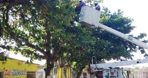 La empresa hará mantenimientos a las redes eléctricas.