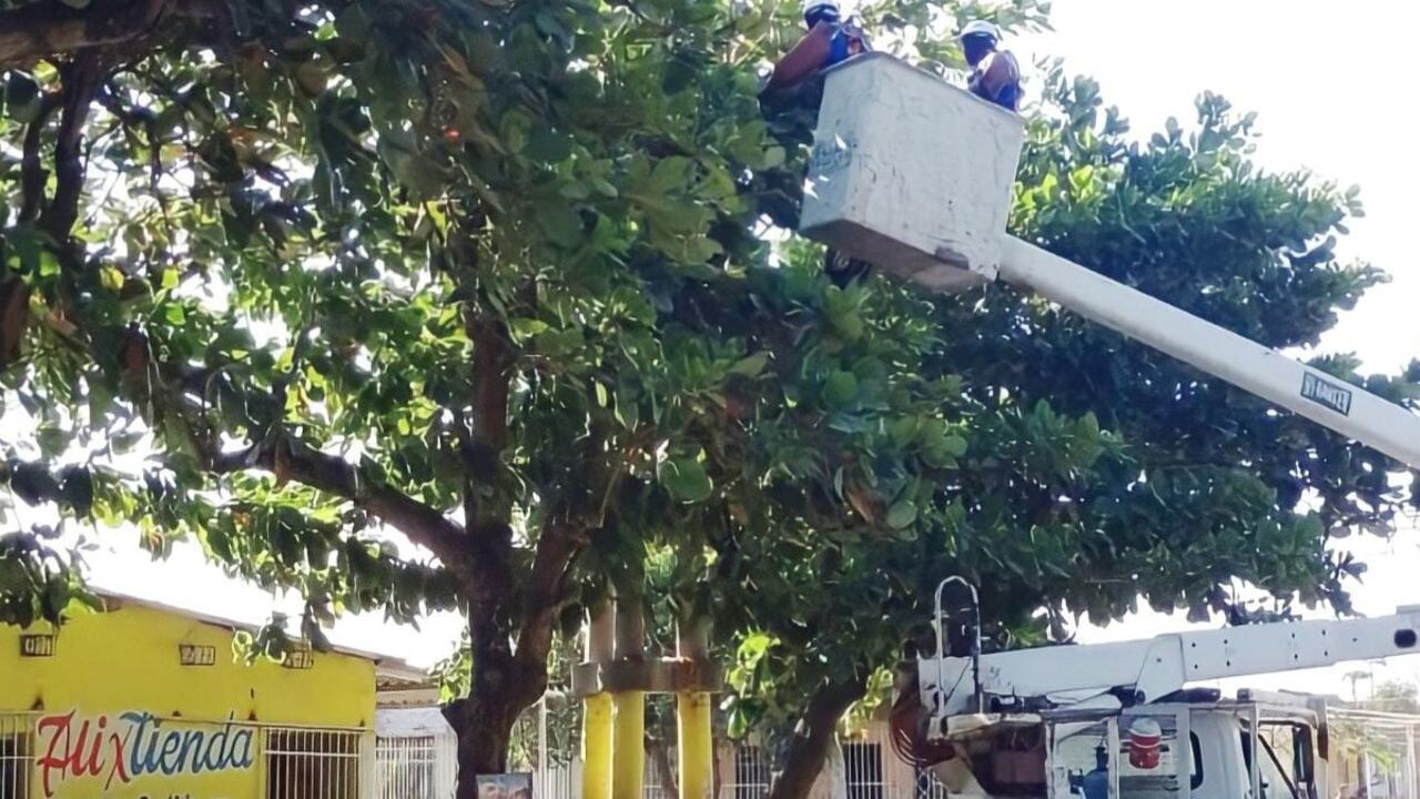 La empresa hará mantenimientos a las redes eléctricas.