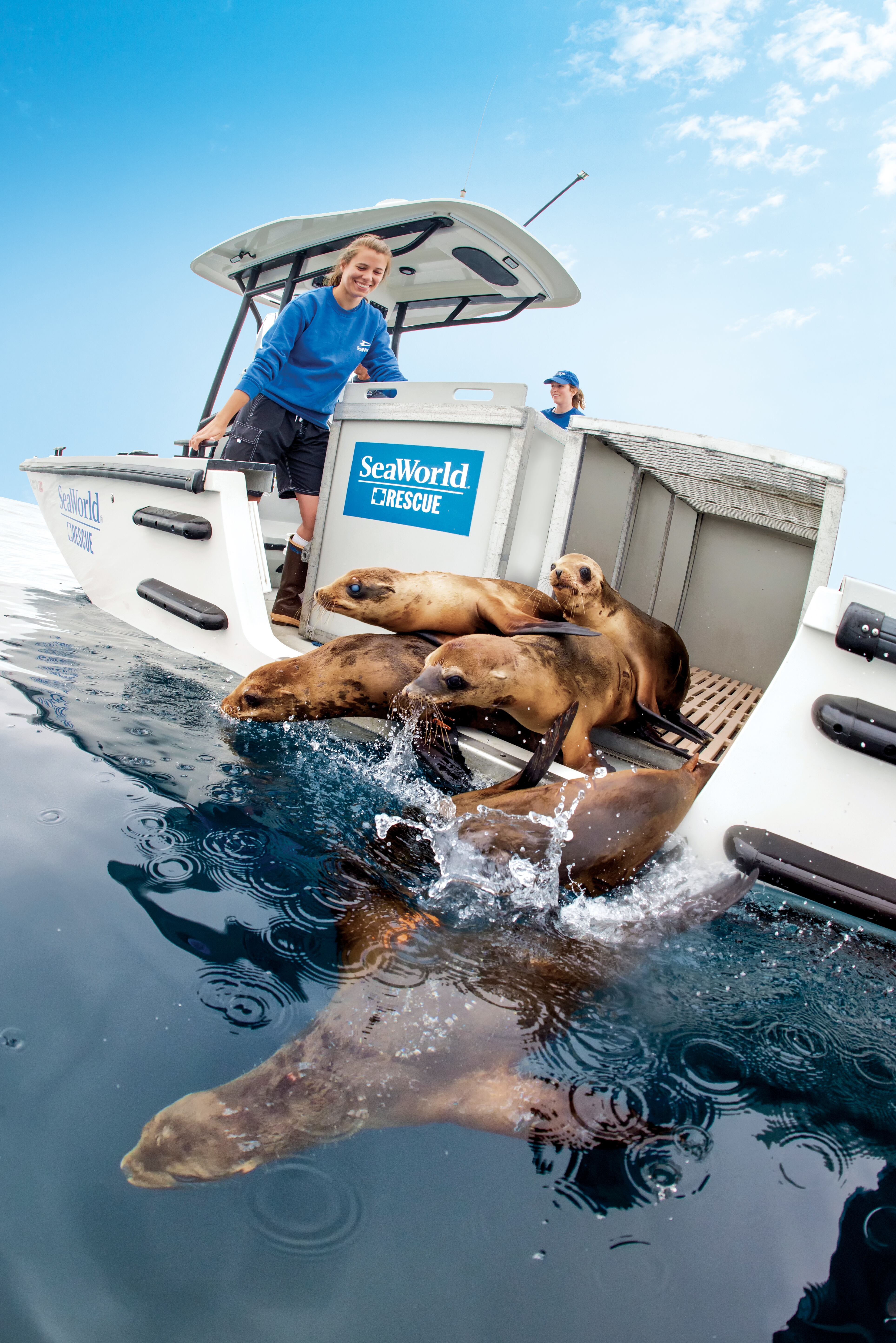 Seaworld Orlando es la organización privada de la Florida (Estados Unidos) más grande en rescate, recuperación y cuidado de animales en alguna situación de peligro. Tras el proceso, según el criterio de sus expertos, se decide si son regresados a sus hábitats naturales o siguen al cuidado de la organización en algunos de sus parques o lugares de investigación y cuidado.