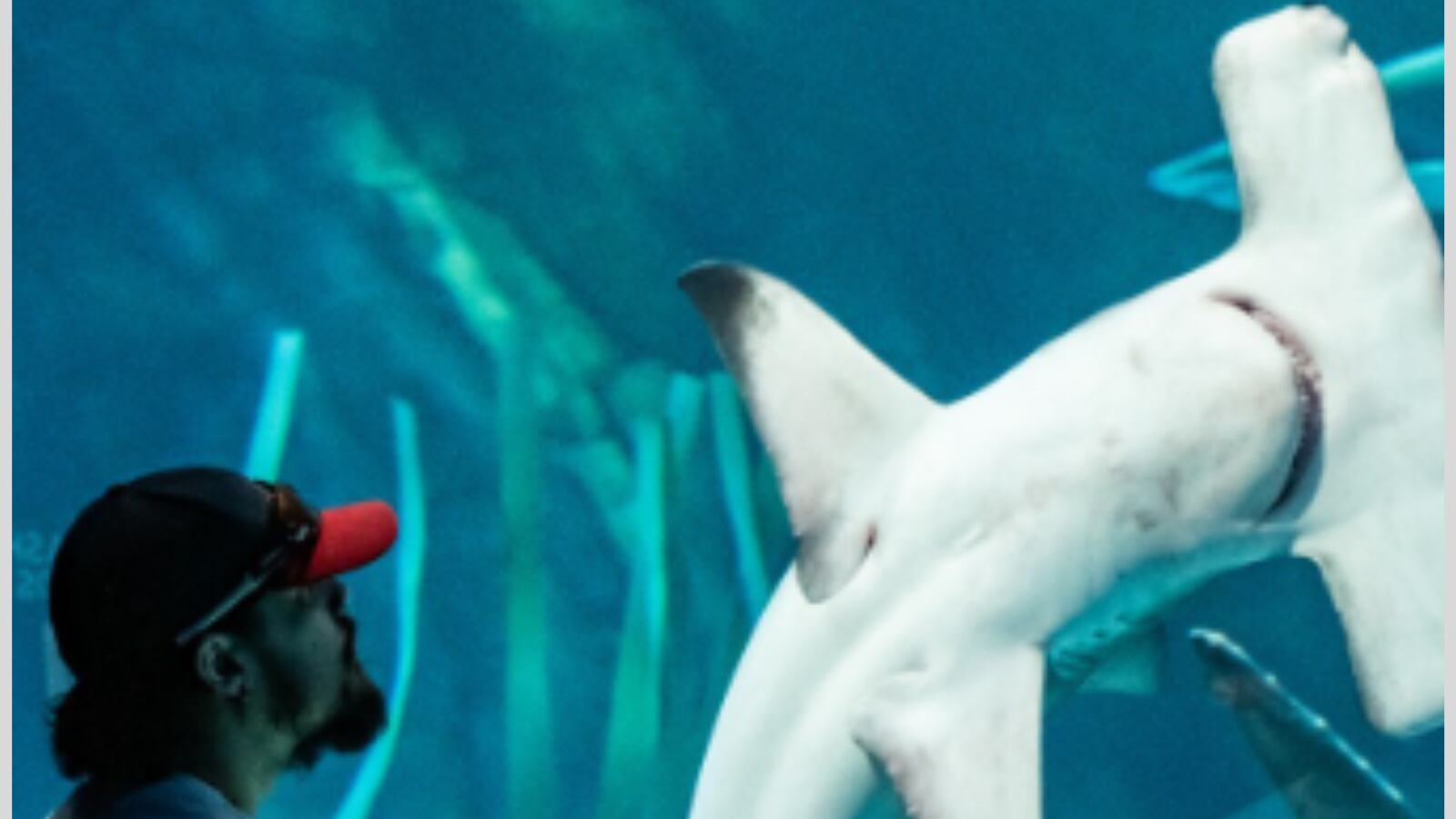 El acuario de Georgia ofrece exposiciones y actividades los 365 días del año