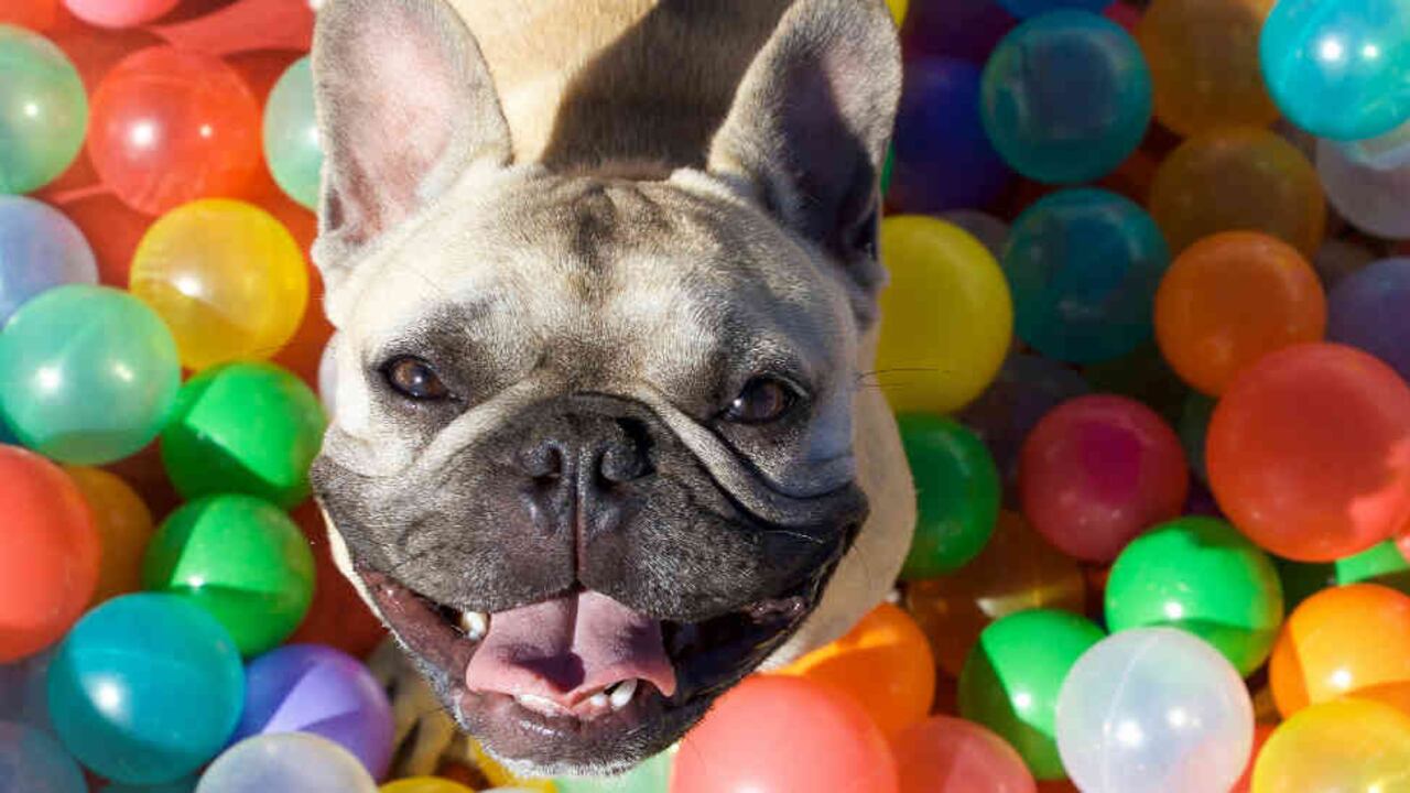 La verdad sobre la visión de los perros.