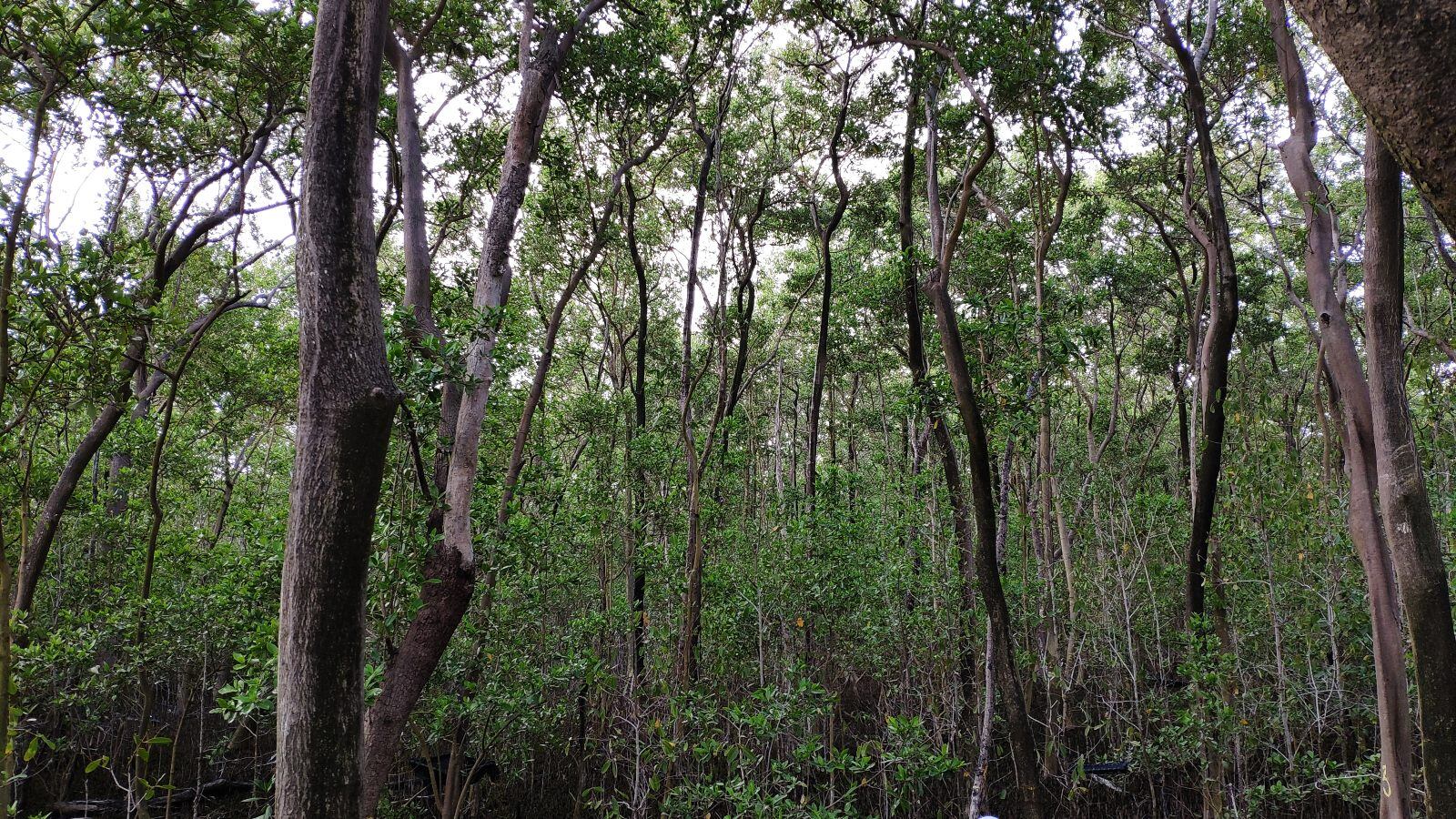 Los manglares de Colombia tienen un lugar privilegiado entre los paisajes más fascinantes de todo el mundo.