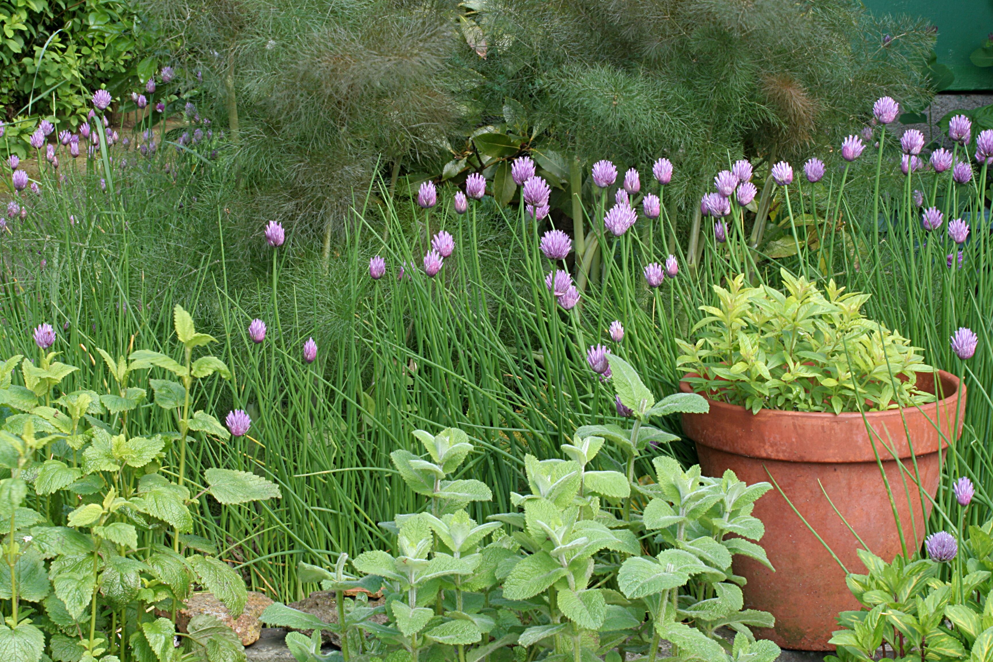 La citronela es una de las mejores opciones para combatir las mocas.