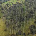 La palma de cera es considerada como árbol nacional de Colombia y una gran parte se encuentra en el Valle de Cocora. Foto: Rodrigo Bernal - Colombia noticias.