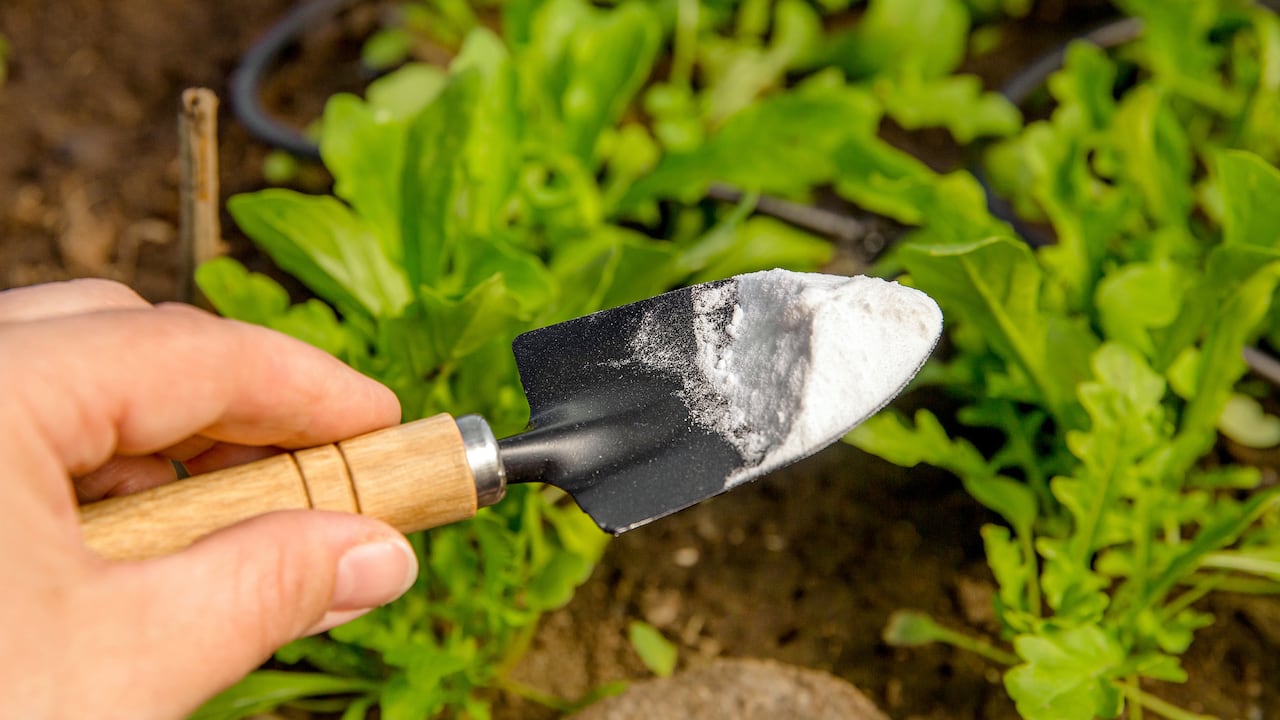 El bicarbonato le brinda beneficios a las plantas.