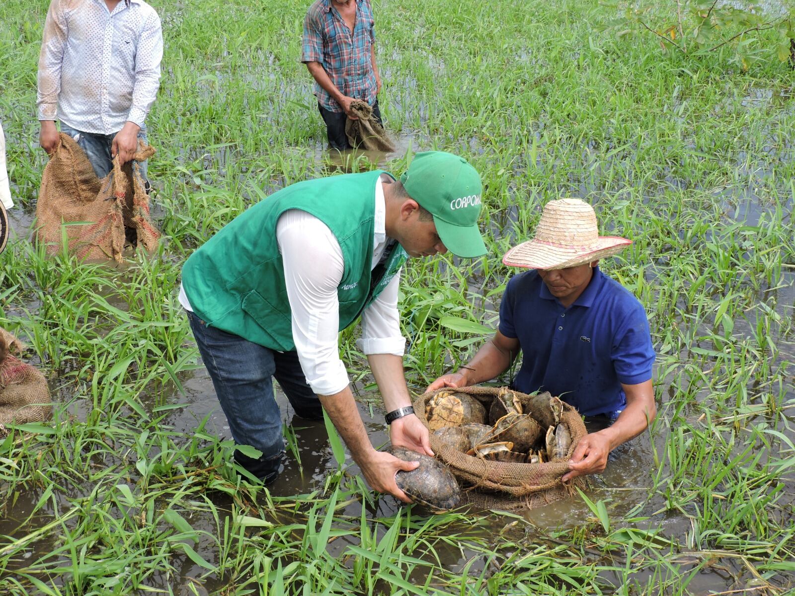 La Semana Santa coincide con la época reproductiva de la tortuga hicotea.
