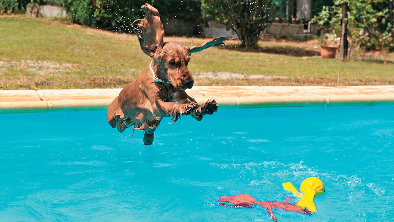 Un riesgo común es que los perros tomen agua de mar o de las piscinas. Para esto, la mejor solución es mantenerlos hidratados y ofrecerles agua durante el tiempo que estén jugando o ejercitándose.