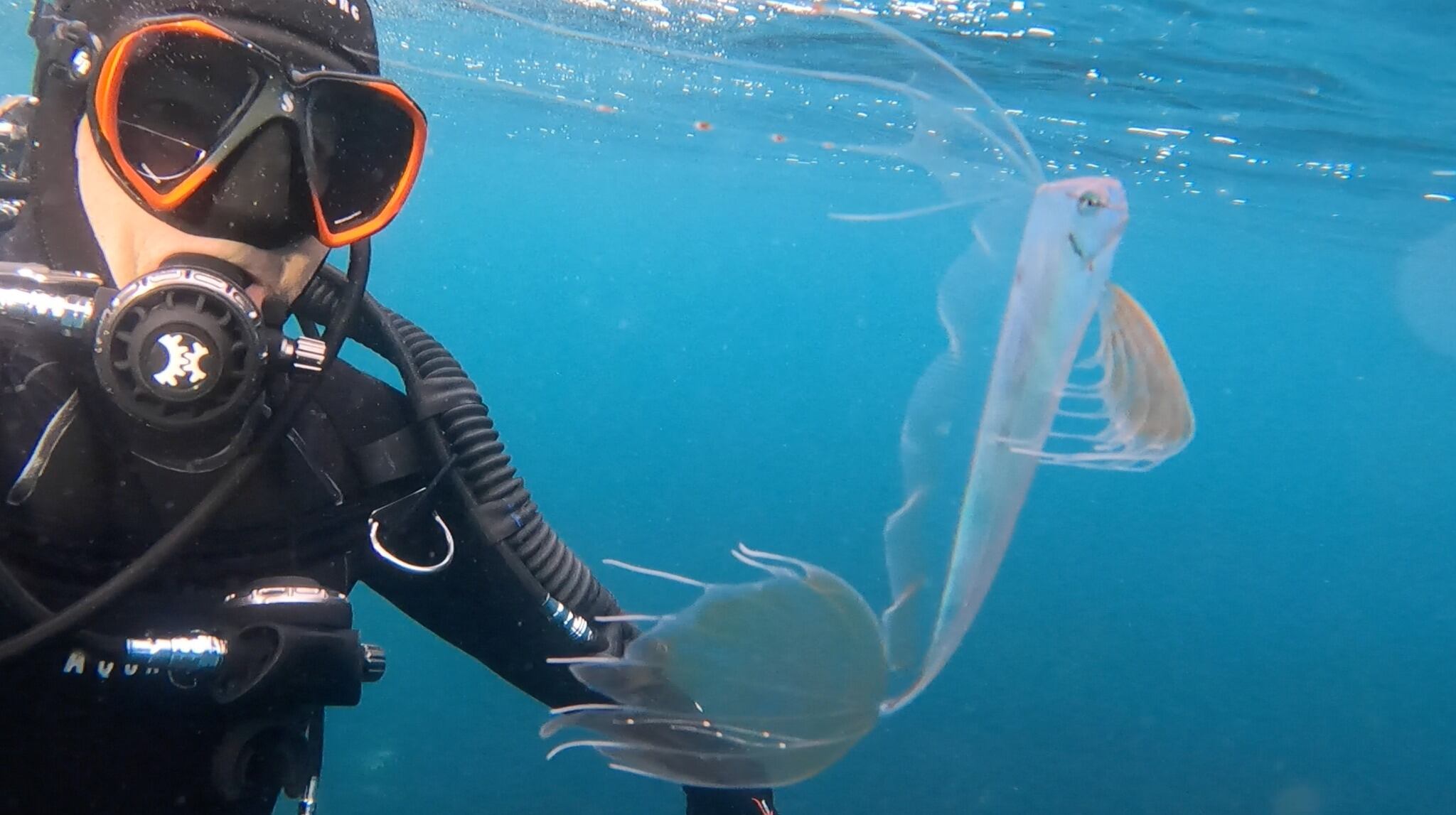 Una antigua creencia indígena dio origen al nombre con el que se conoce a esta especie en inglés.