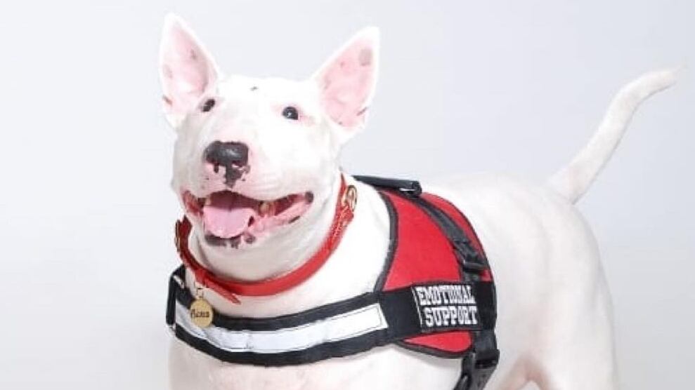 Los perros guías o de apoyo, una alternativa de ayuda para la inclusión