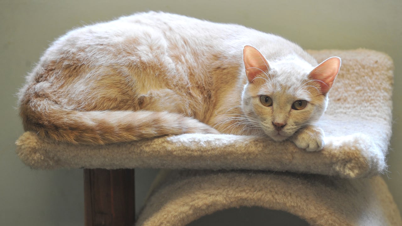 ¿Puede infectar de coronavirus a su gato si duerme con él?