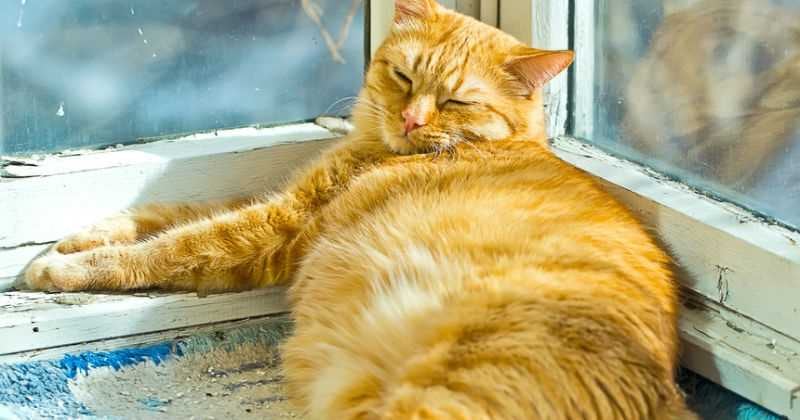 La obesidad en los gatos puede ocasionar diversas afecciones de salud.