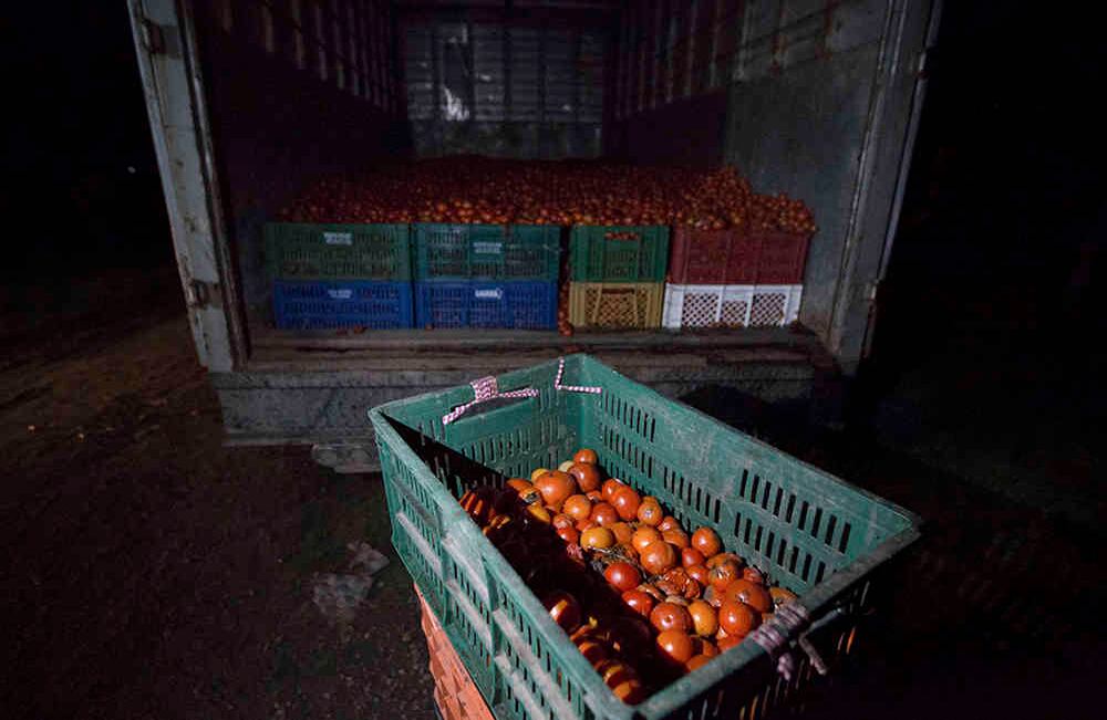 Se recolectaron  1750 canastillas de 20 Kilos   de tomate no apto para el consumo humano , las cuales serán utilizadas durante el evento.