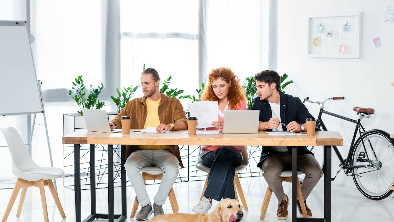 Se ha comprobado que llevar los perros a la oficina, genera un ambiente de tranquilidad a sus dueños, provocando un mayor rendimiento en el trabajo.