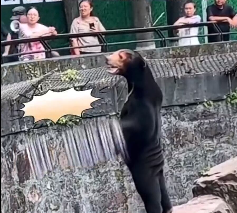 Twitter:@/krassenstein (API)