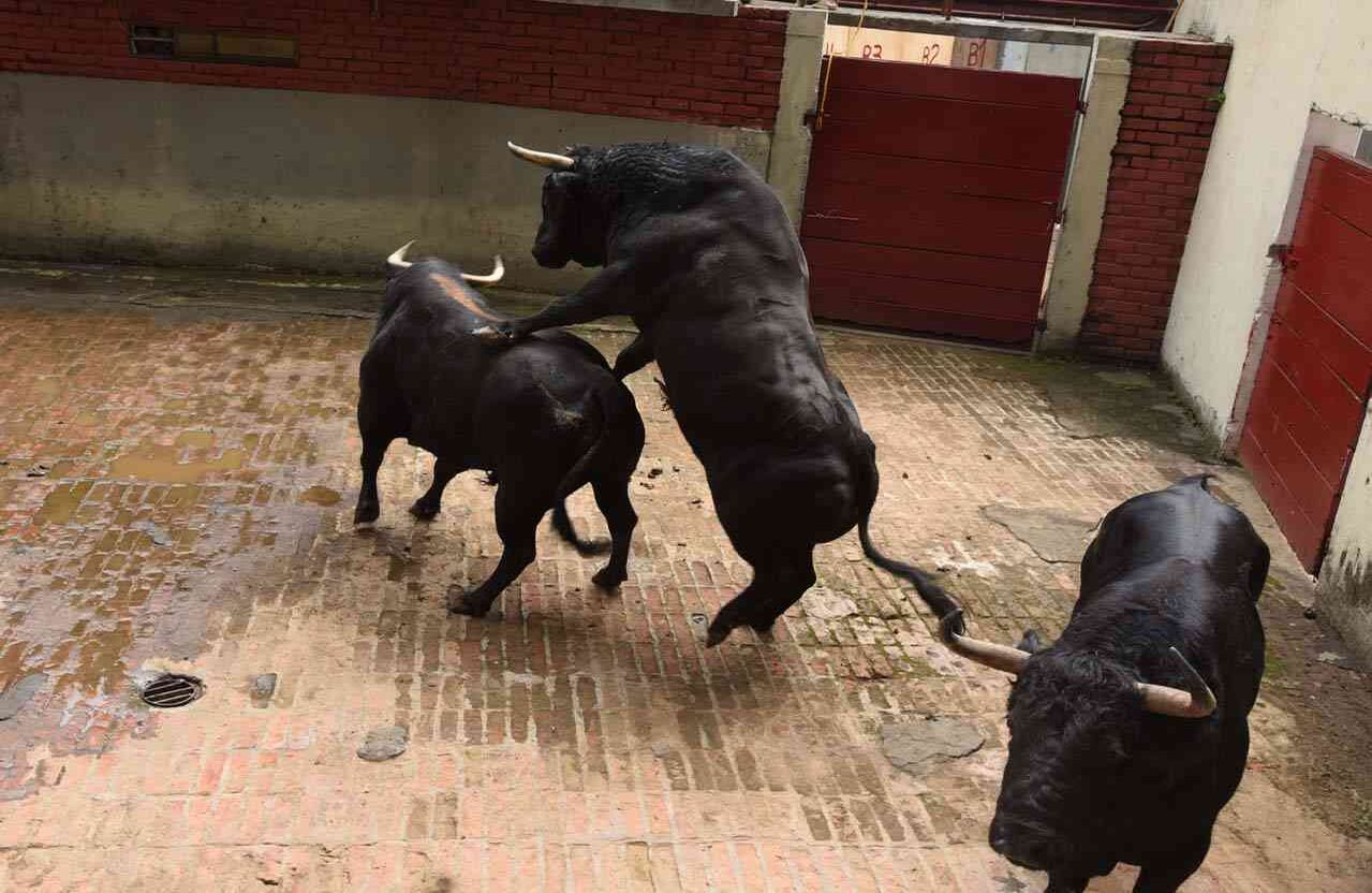 Toros de Achury Viejo. Chiqueros. Cali, 27 de diciembre de 2017