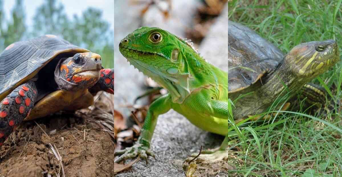 La tortuga morrocoy, la iguana verde y tortuga hicotea figuran entre los animales silvestres más consumidos durante la principal celebración religiosa en Colombia. Fotos: Instituto Humboldt.
