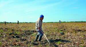 Cultivos de algodón en Cereté, Córdoba.