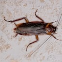 Este tipo de cucaracha puede colocar hasta 16 huevos.