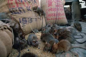 Este tipo de roedor daña incluso hasta los cultivos.