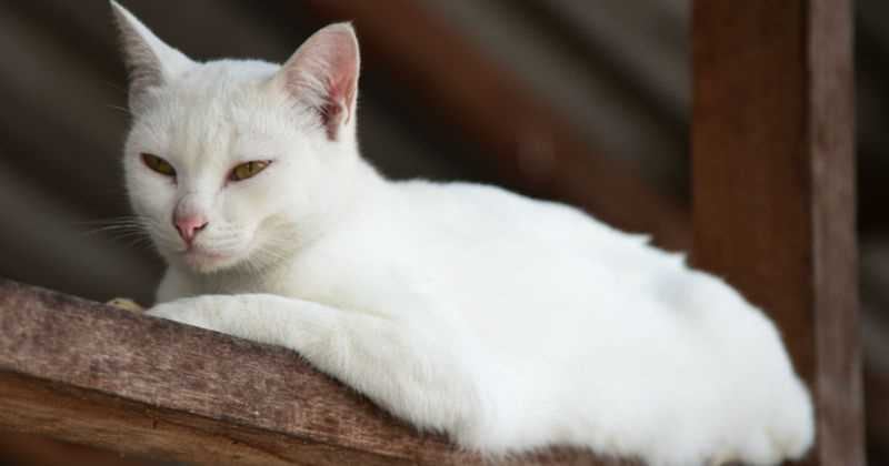 Los gatos blancos son de varias razas.