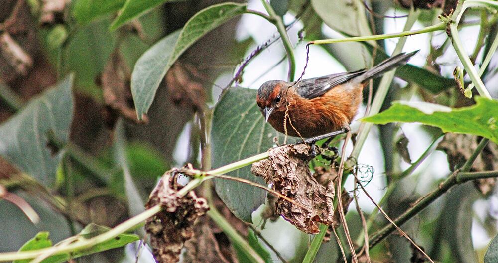 En la cuenca del Bogotá habitan 542 especies de animales y 169 de plantas, una biodiversidad que ha logrado sobrevivir a la contaminación.