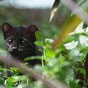 En mayo de este año fue liberada una tigrilla lanuda de pelaje negro, similar a la registrada en el Huila, en la reserva forestal protectora regional Alto de San Miguel, en el municipio de Caldas, en Antioquia, tras haber sido encontrada abandonada en Montebello. Foto: Área Metropolitana del Valle de Aburrá | Conozca la nueva especie de Felino vista en el Huila | Colombia noticias hoy