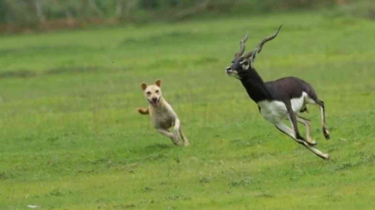 Algunas especies protegidas como el antílope indio ufren ataques de perros salvajes. Foto: PITAM CHATTOPADHYAY vía BBC.
