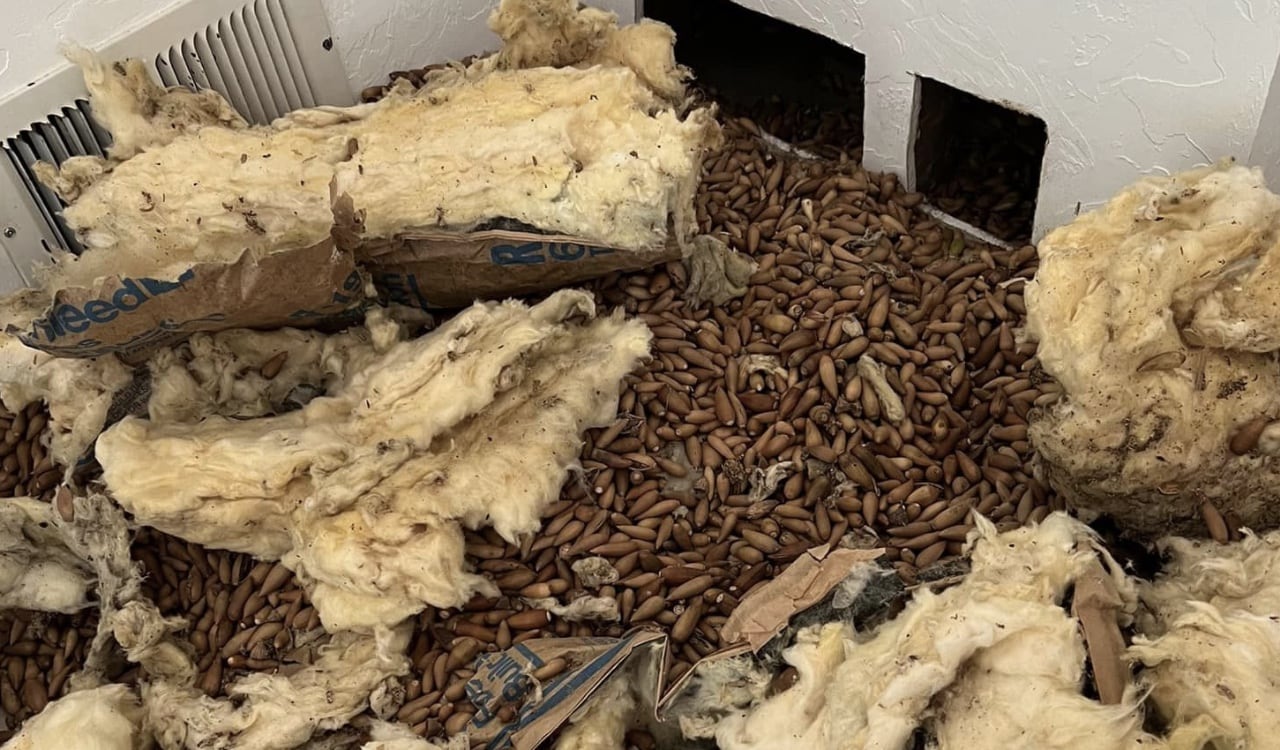 Era tanta la cantidad de bellotas acumuladas, que su peso llegó a las 700 libras