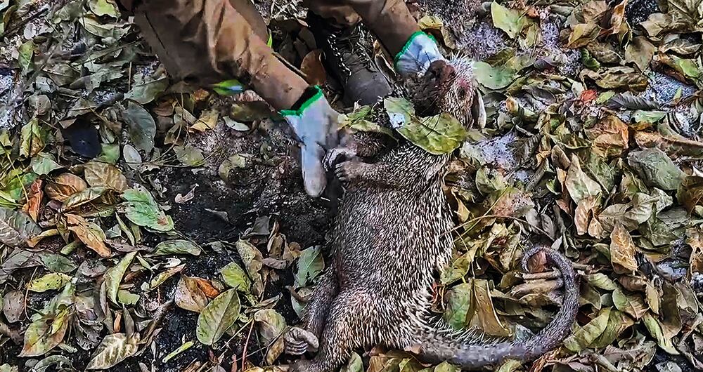    Cientos de especies que habitan zonas como los cerros orientales de Bogotá están en riesgo.