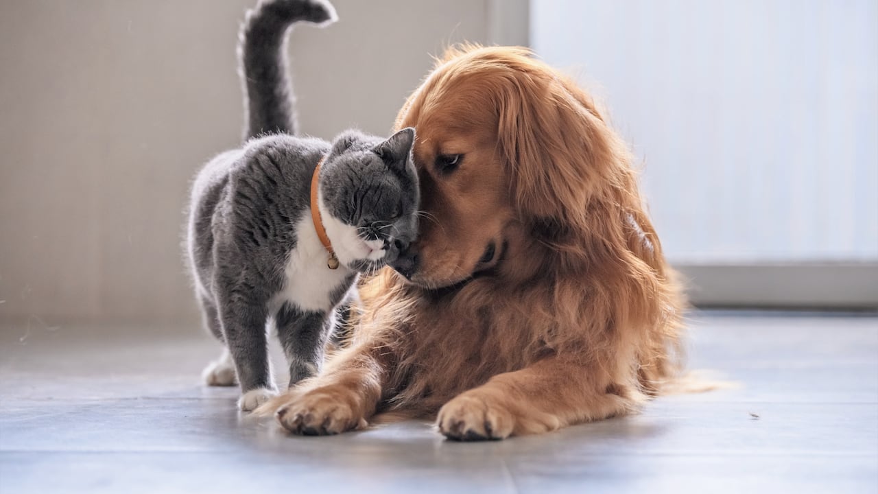 ¿Cómo alimentar correctamente a las mascotas?