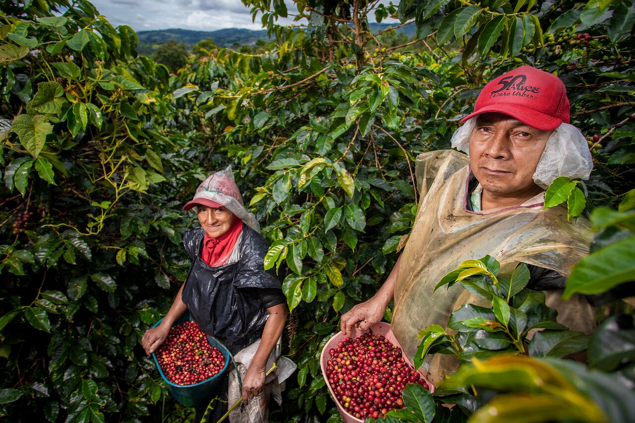 Productores de Café