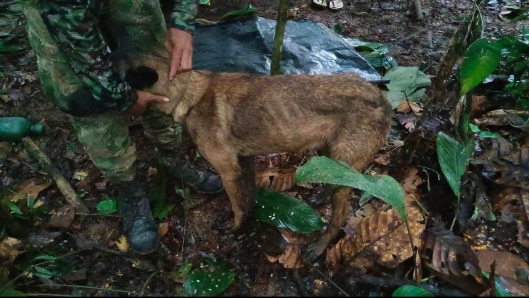 El perro que se parece a Wilson fue encontrado visiblemente deteriorado, incluso las costillas se pueden notar en sus costados.