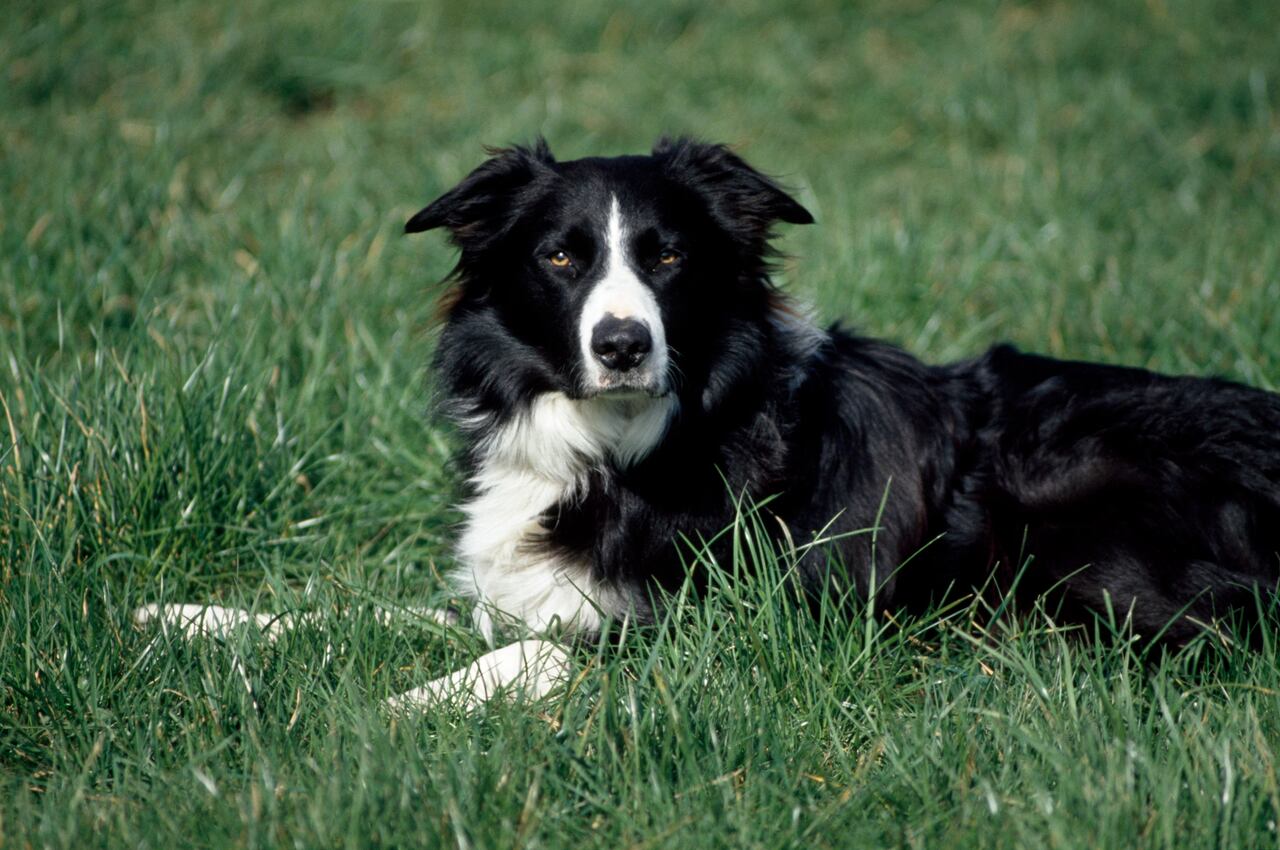 Grandes necesidades, grandes espacios: Perros que no encajan en una casa pequeña.
